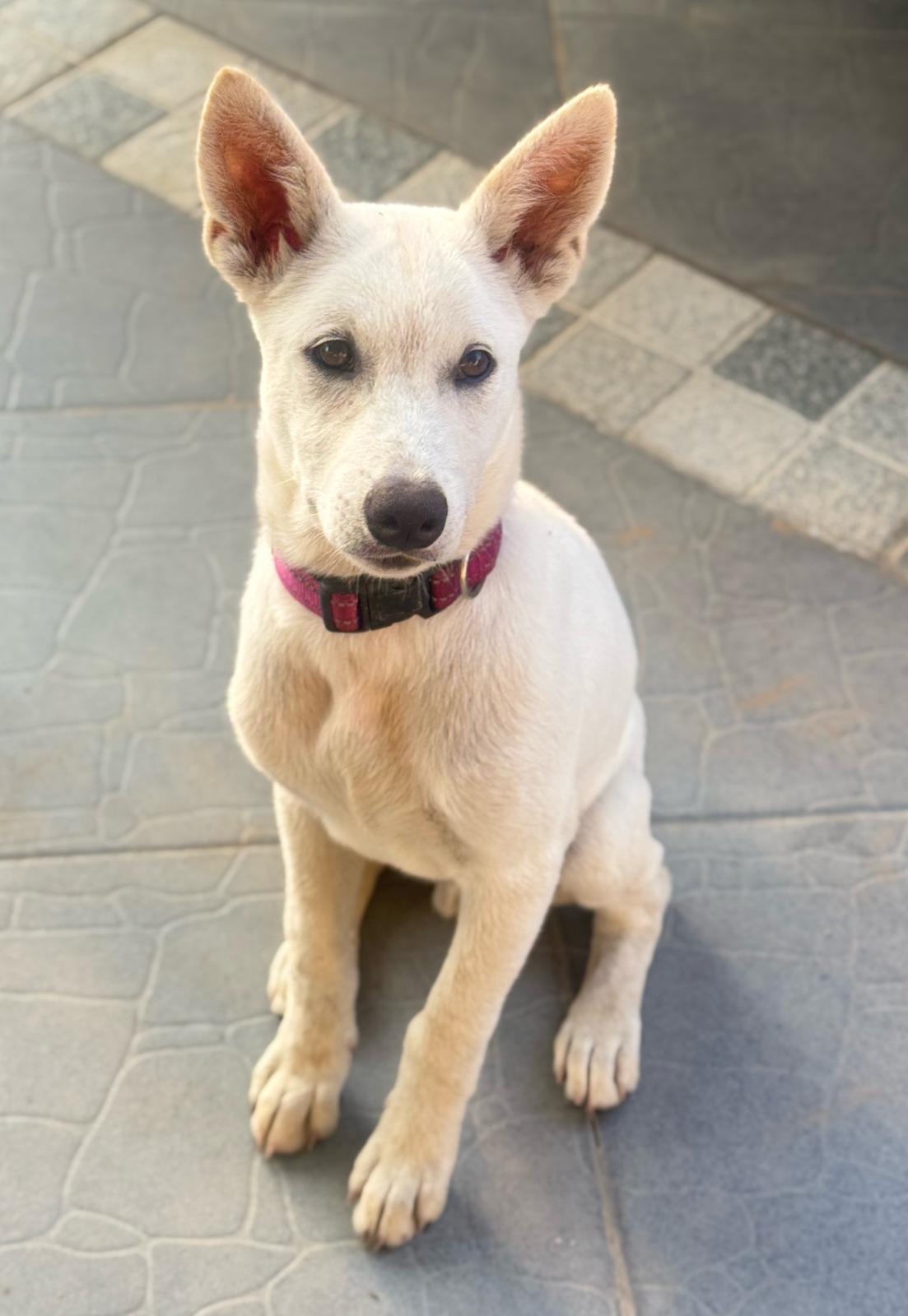 Oscar the rescue dog